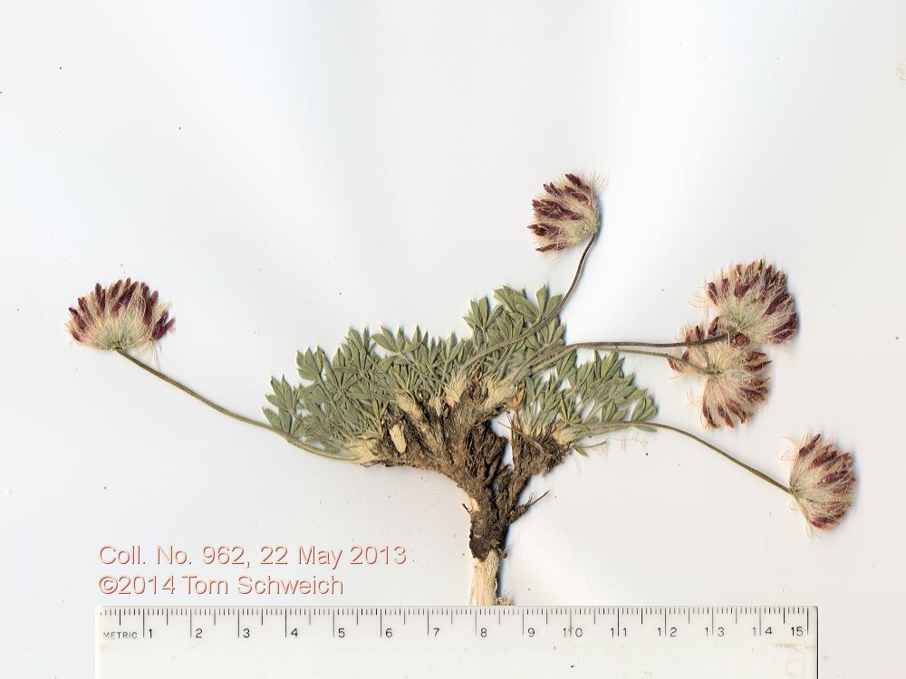 Fabaceae Trifolium andersonii beatleyae