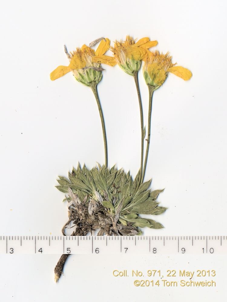 Asteraceae Stenotus acaulis