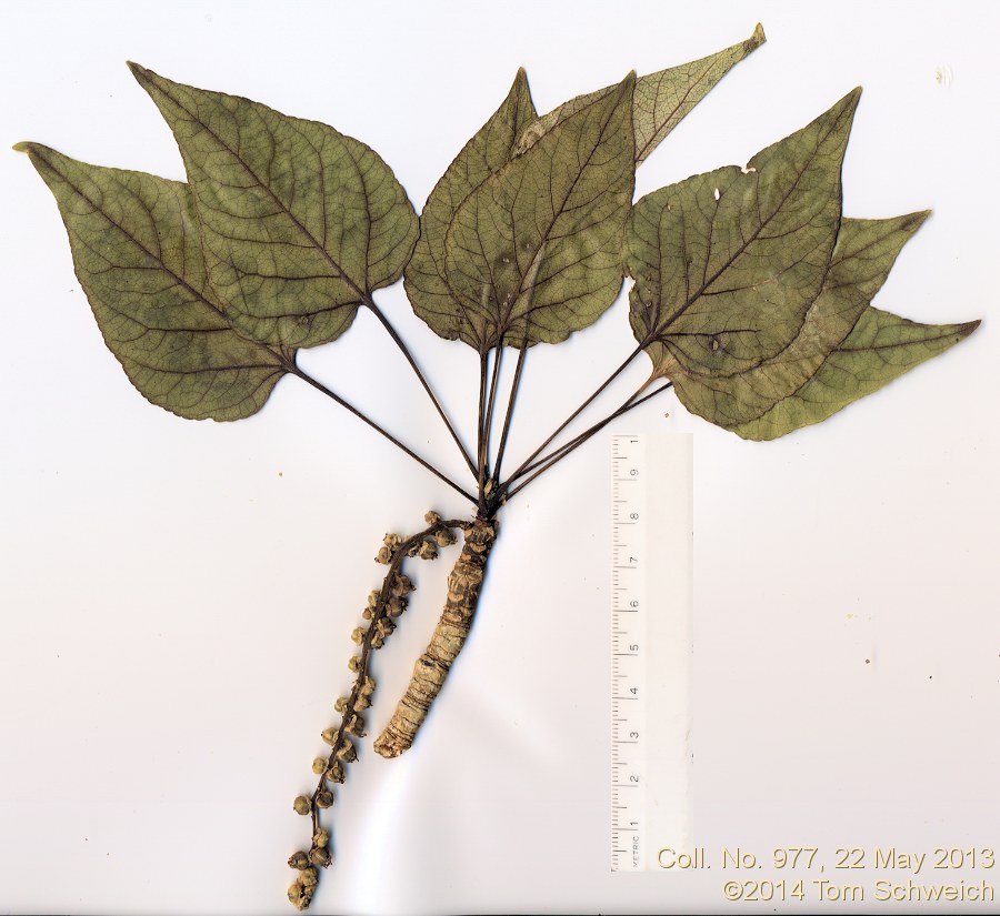 Salicaceae Populus trichocarpa