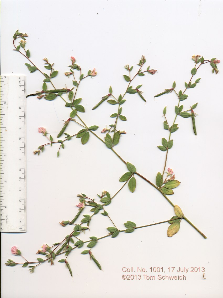 Fabaceae Acmispon americanus americanus