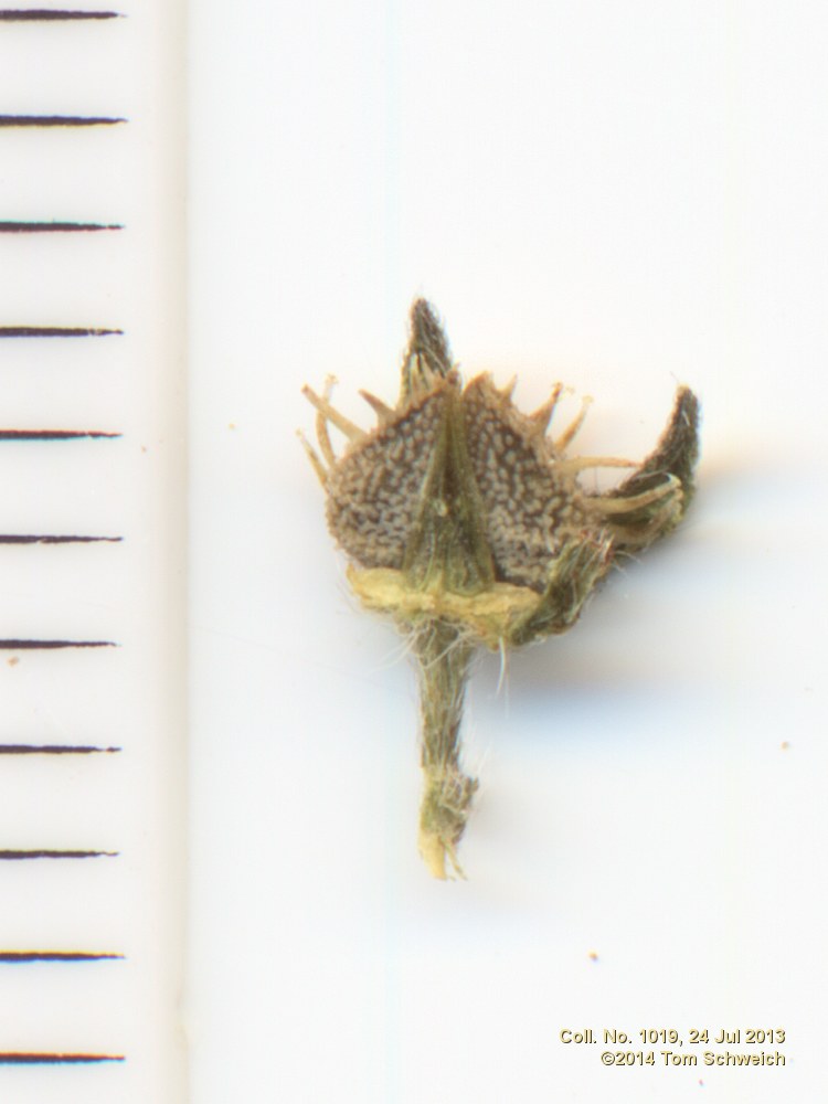 Boraginaceae Lappula redowski redowski