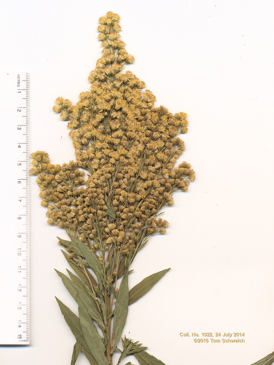 Asteraceae Solidago spectabilis