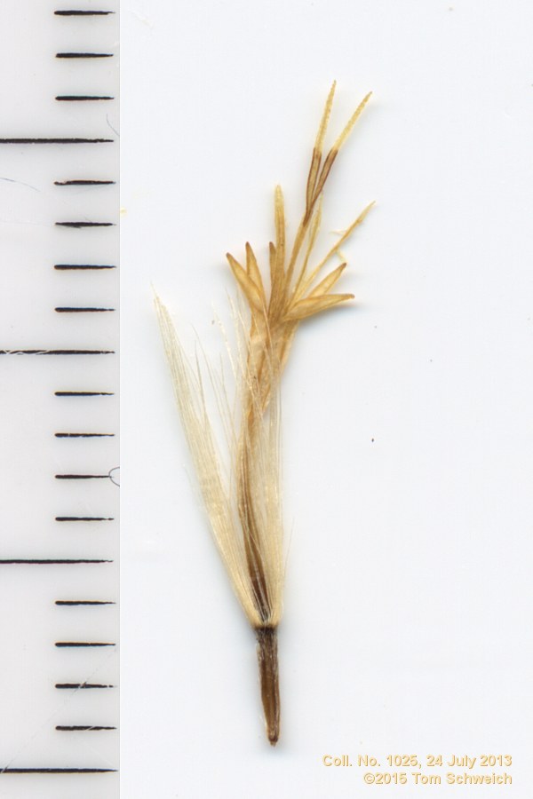 Asteraceae Ericameria nauseosa oreophila