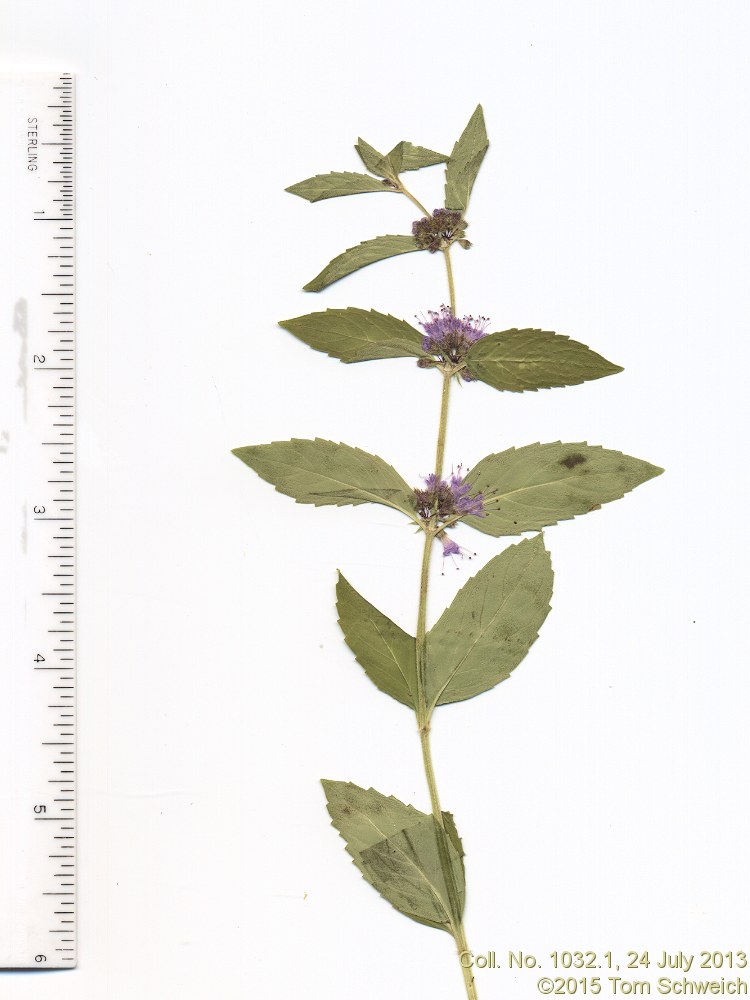 Lamiaceae Mentha canadensis