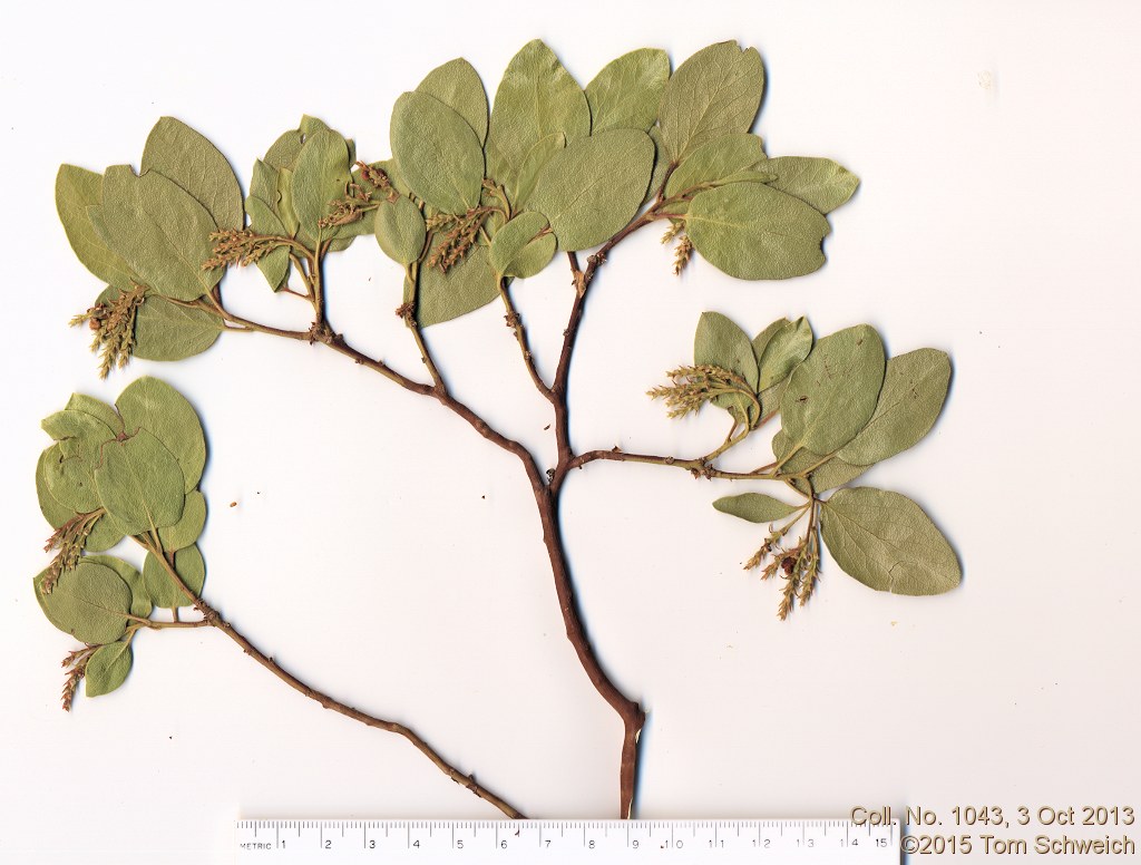 Ericaceae Arctostaphylos patula