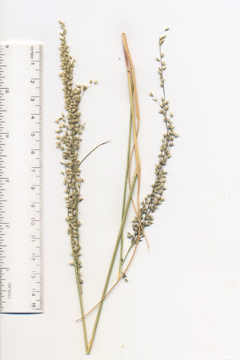 Poaceae Blepharoneuron tricholepis
