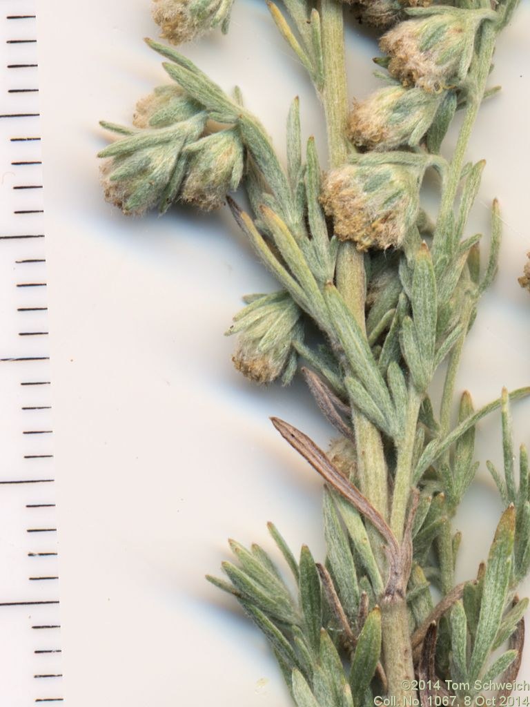 Asteraceae Artemisia frigida