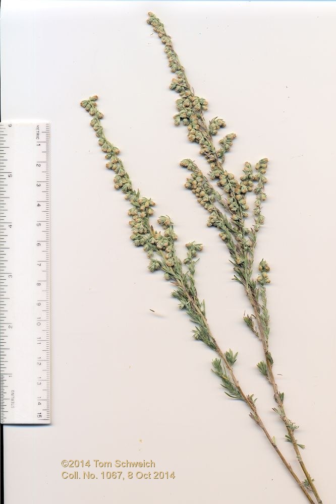 Asteraceae Artemisia frigida
