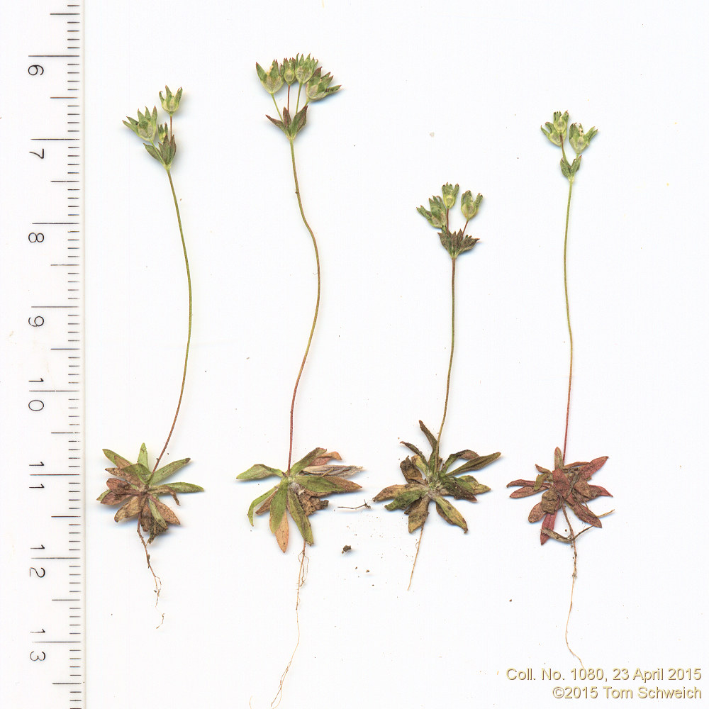 Primulaceae Androsace occidentalis