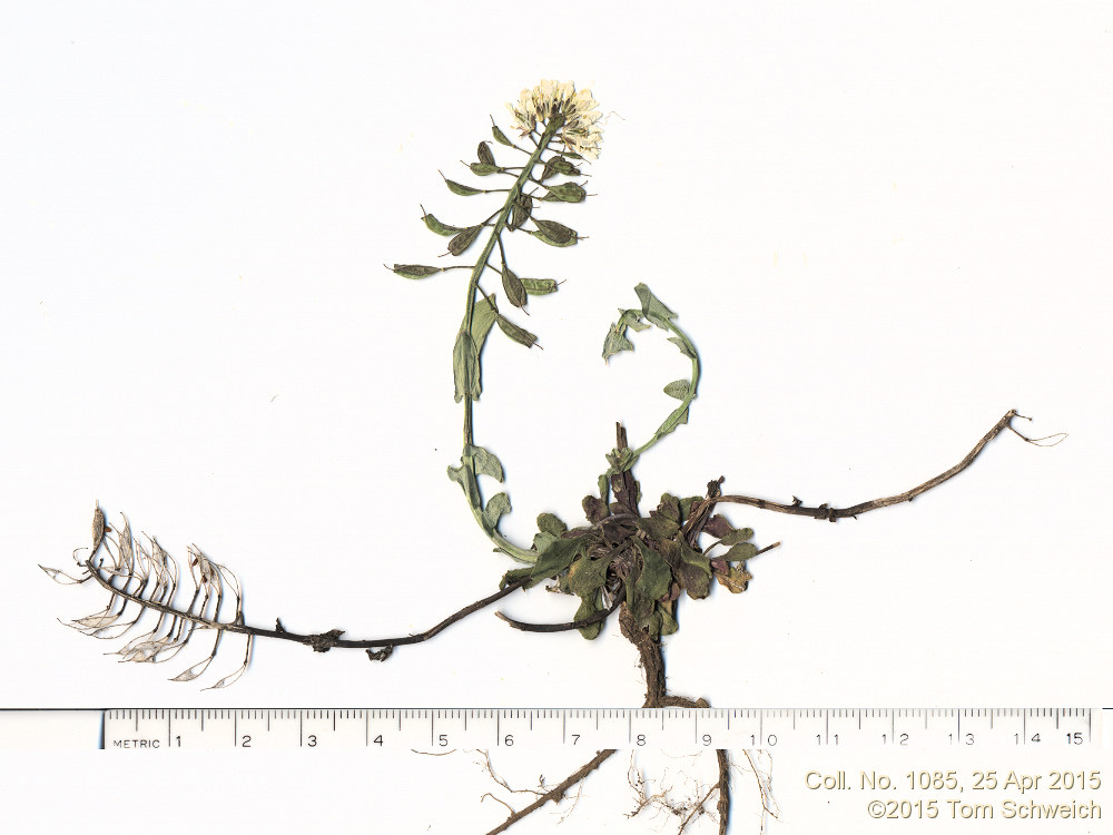 Brassicaceae Noccaea fendleri glauca
