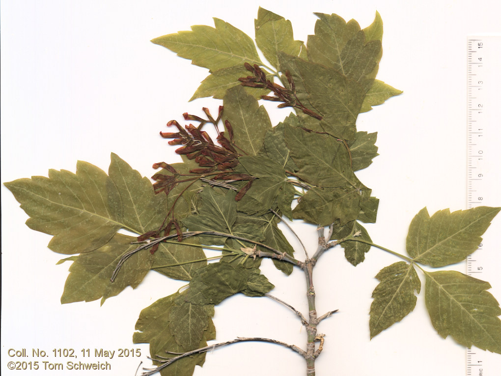 Sapinadaceae Acer negundo
