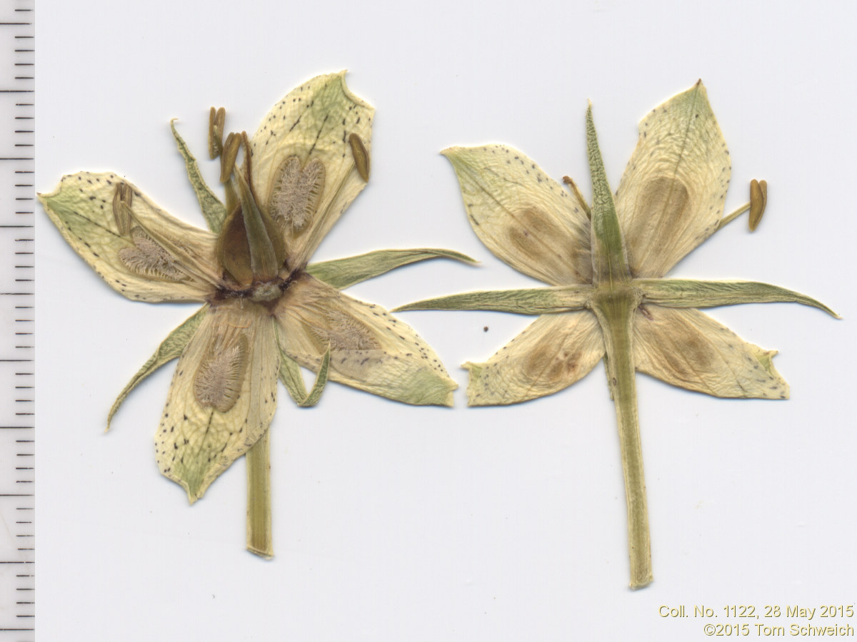 Gentianaceae Frasera speciosa