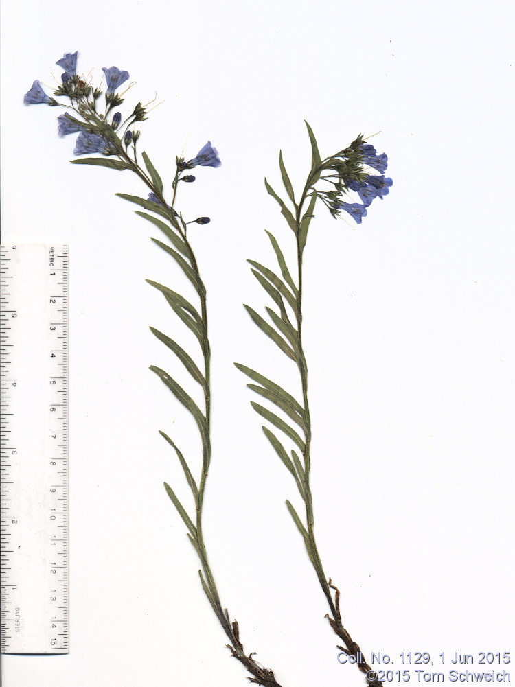 Boraginaceae Mertensia lanceolata