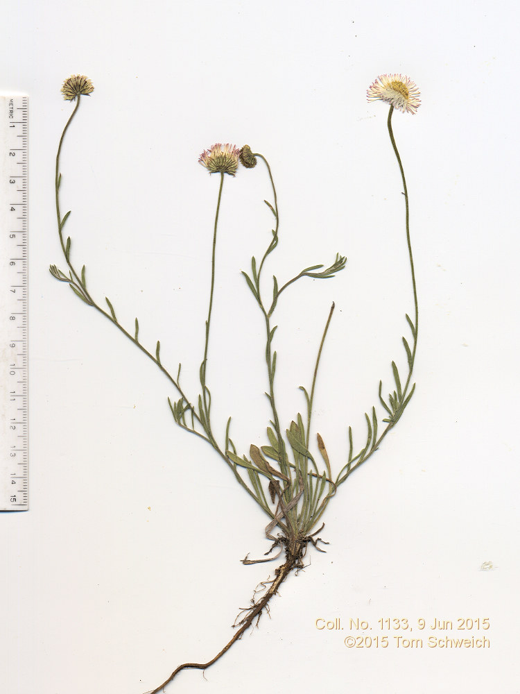 Asteraceae Erigeron tracyi
