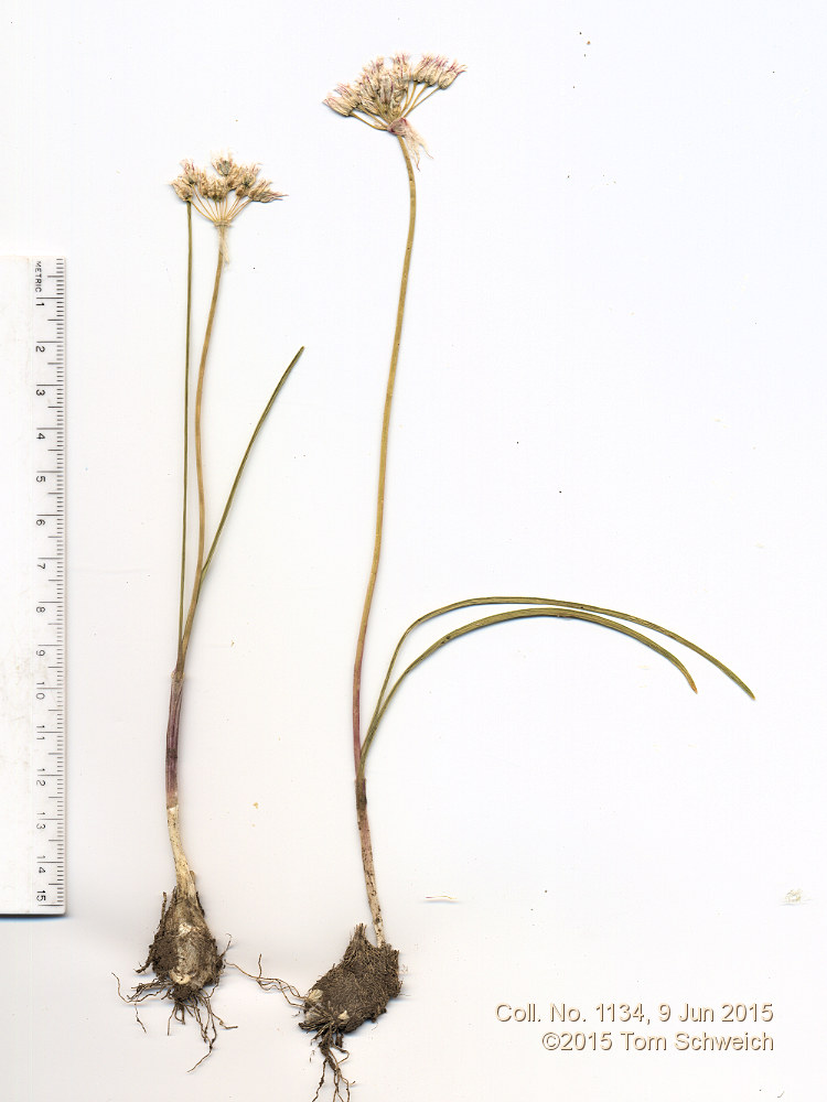 Alliaceae Allium textile