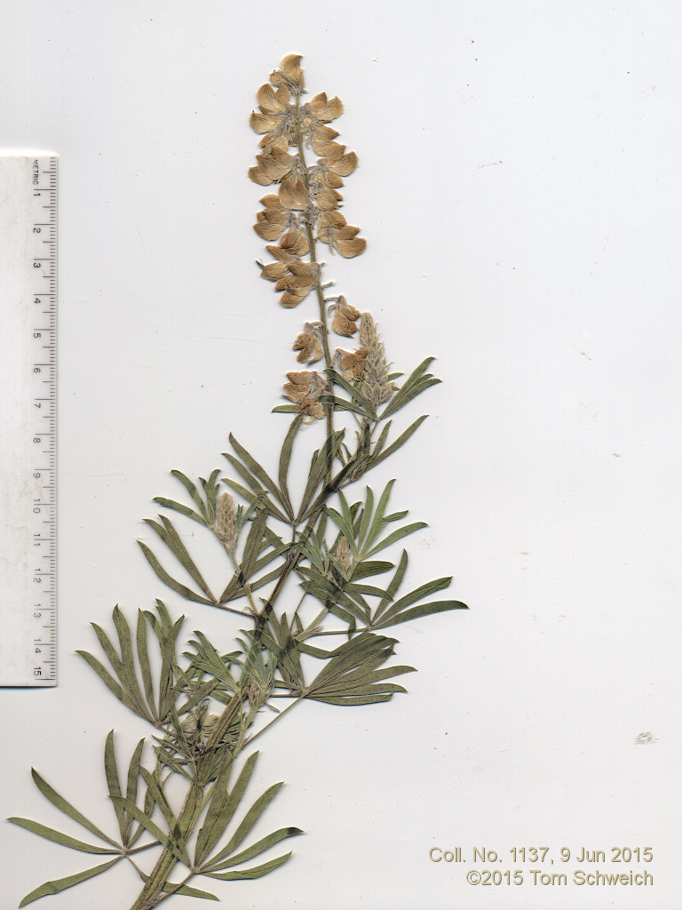 Fabaceae Lupinus argenteus argenteus
