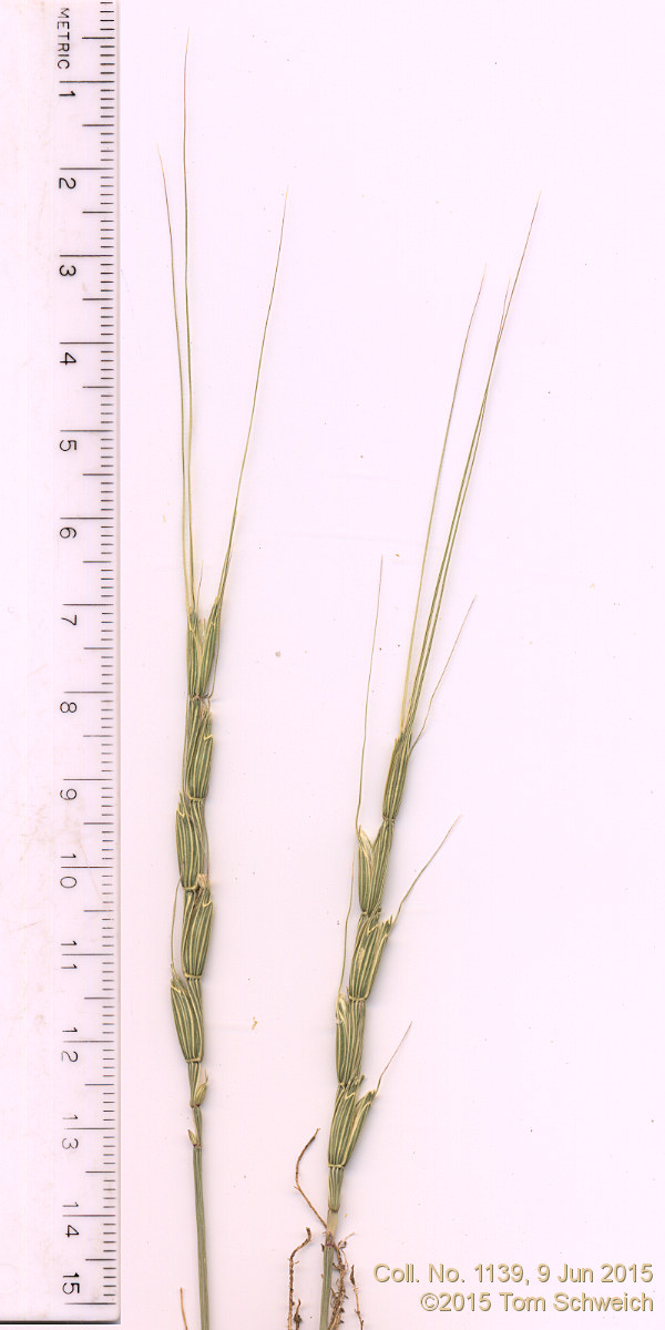 Poaceae Aegilops cylindrica