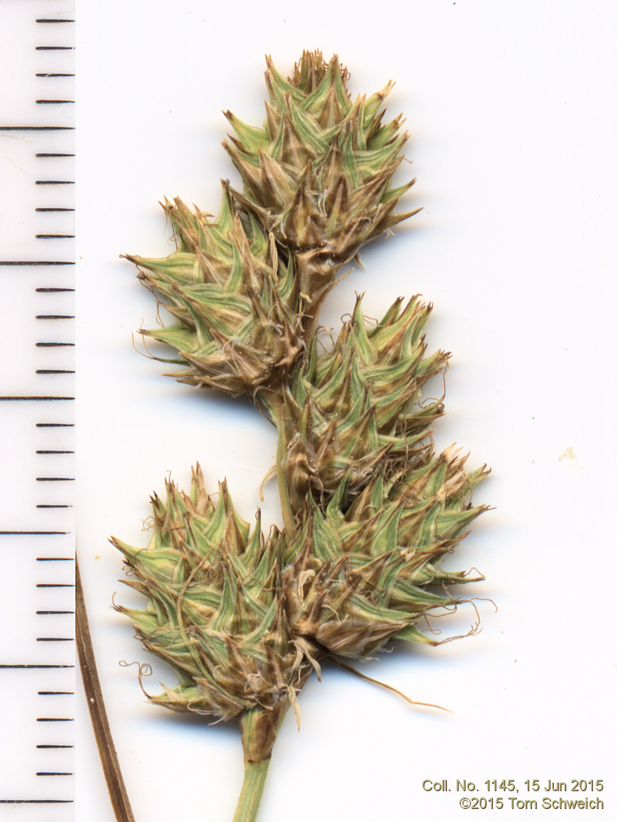 Cyperaceae Carex brevior