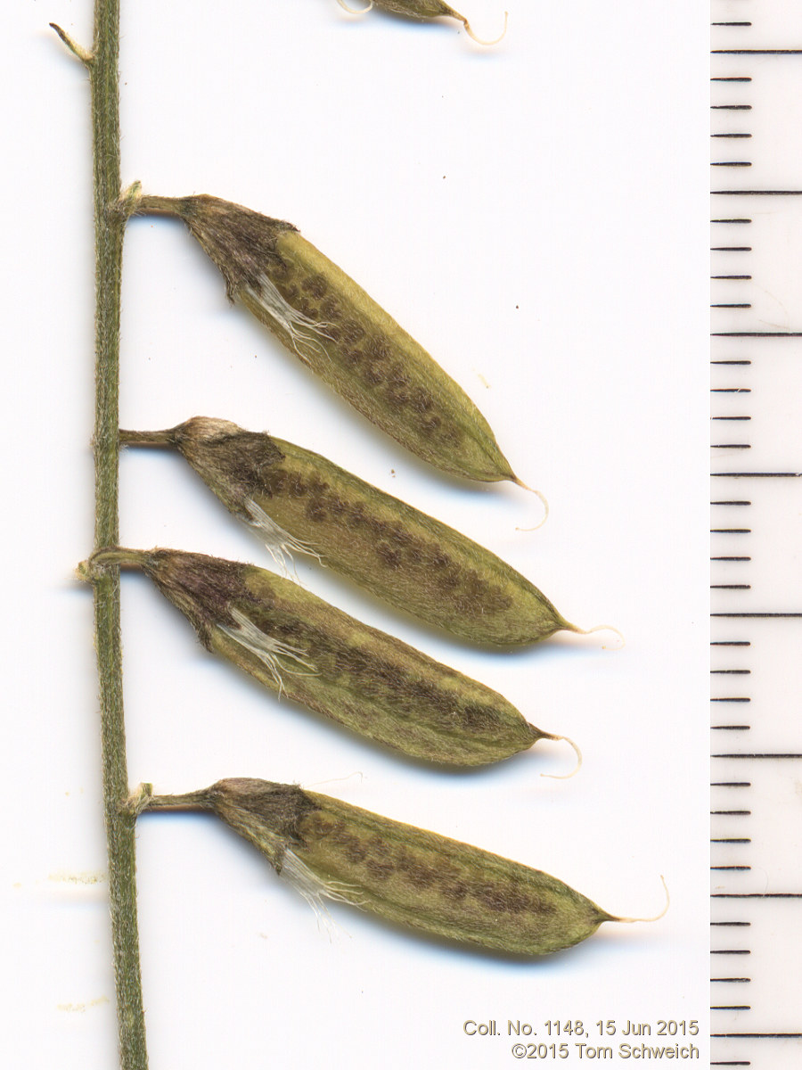 Fabaceae Astragalus flexuosus