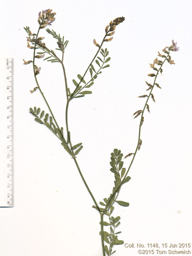 Fabaceae Astragalus flexuosus