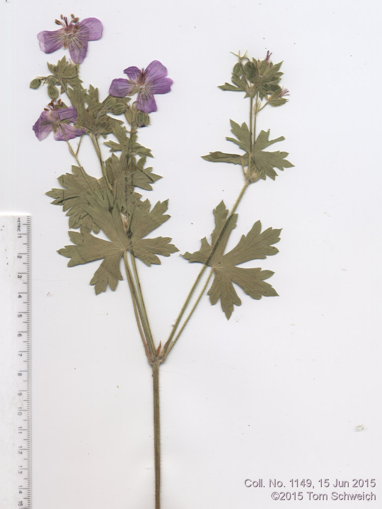 Geraniaceae Geranium caespitosum