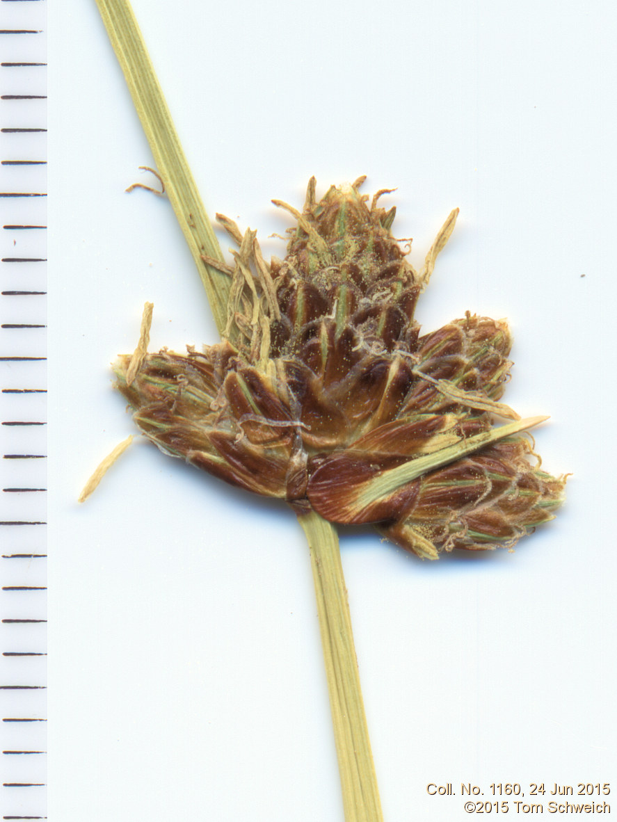 Cyperaceae Amphiscirpus nevadensis
