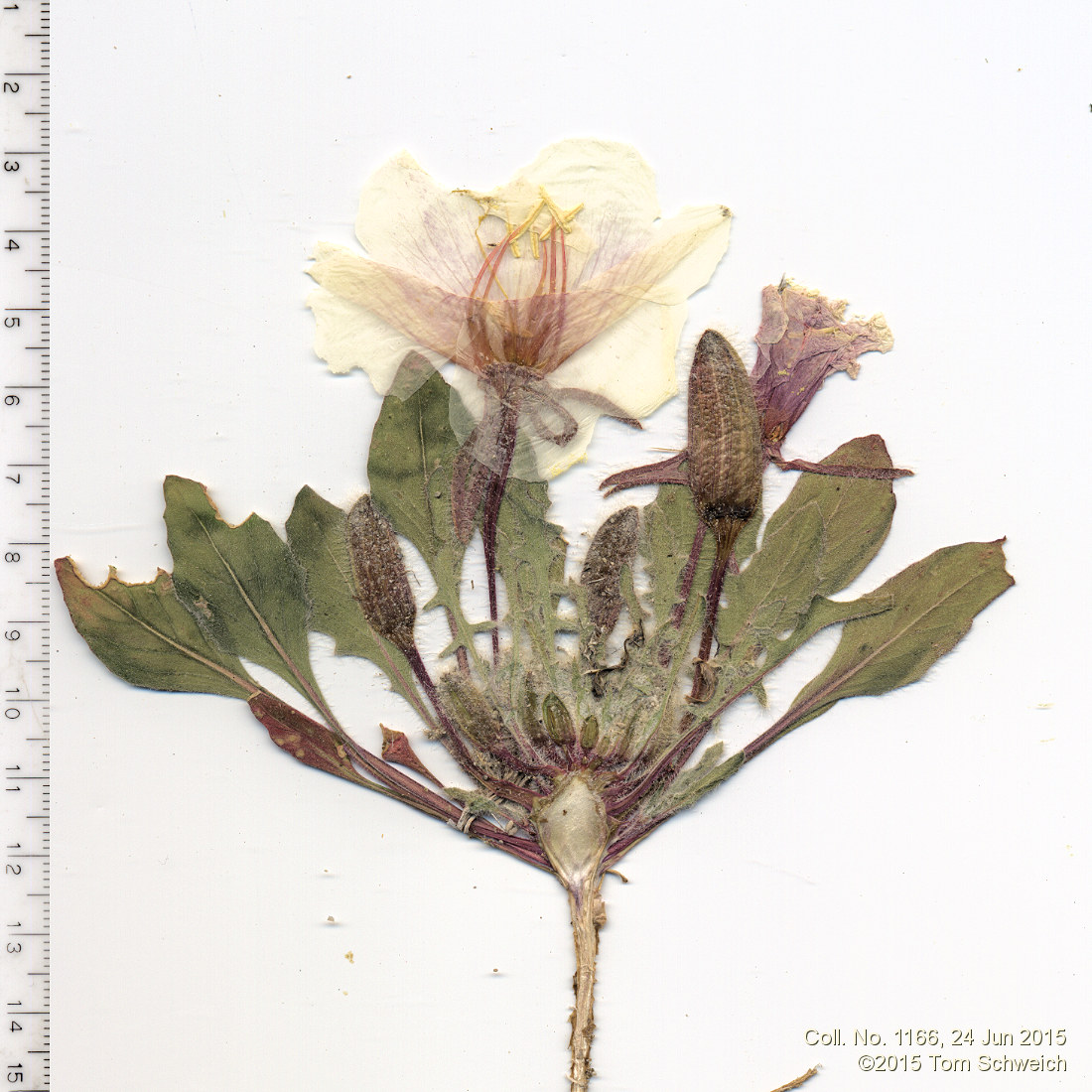 Onagraceae Oenothera cespitosa marginata