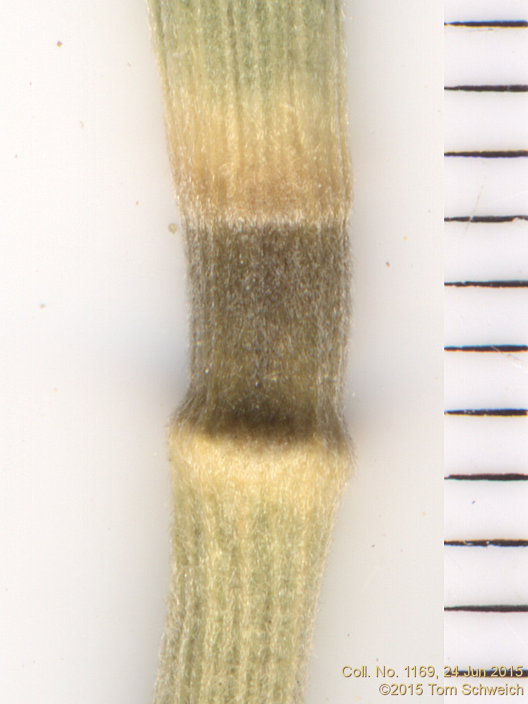 Poaceae Elymus cinereus