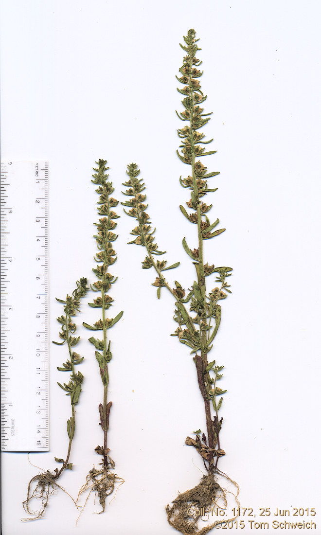 Plantaginaceae Veronica peregrina xalapensis