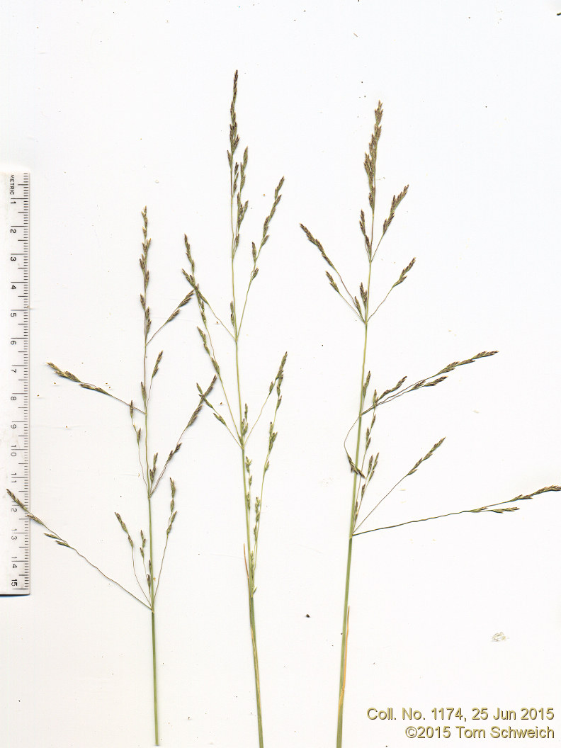 Poaceae Puccinellia nuttalliana