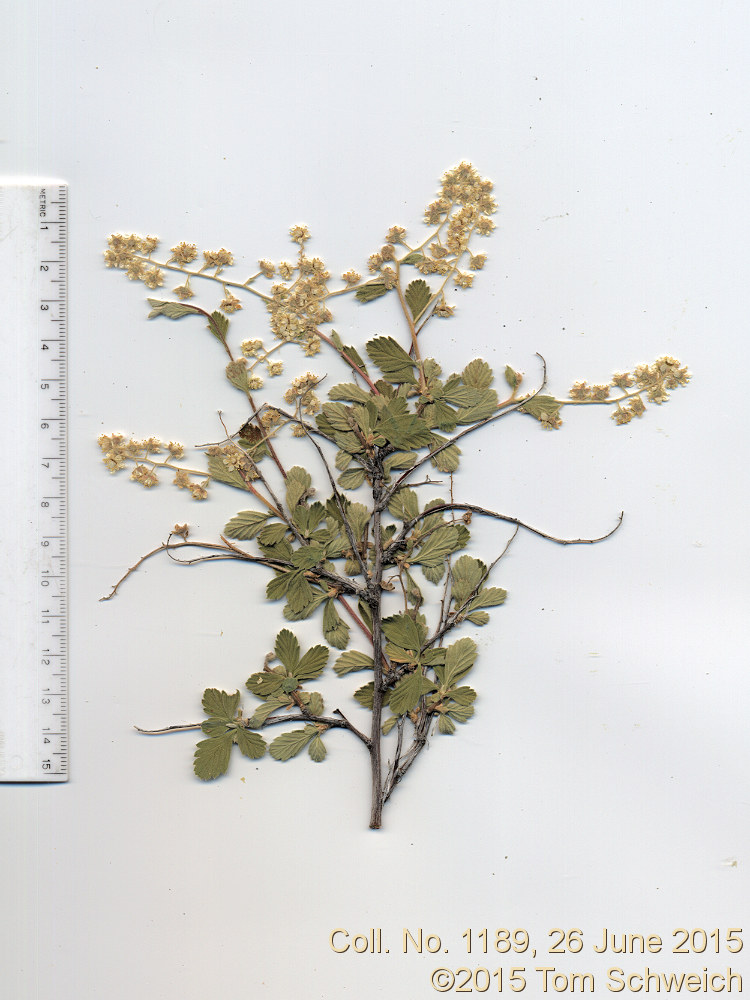 Rosaceae Holodiscus discolor microphyllus