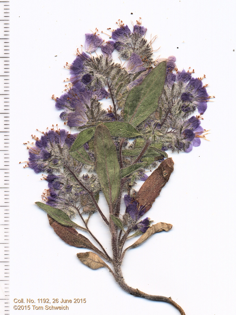 Boraginaceae Phacelia humilis dudleyi