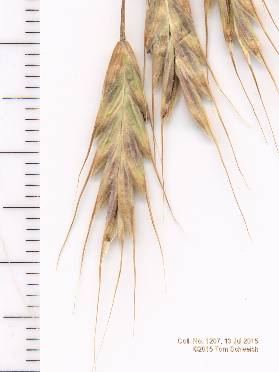 Poaceae Bromus japonicus