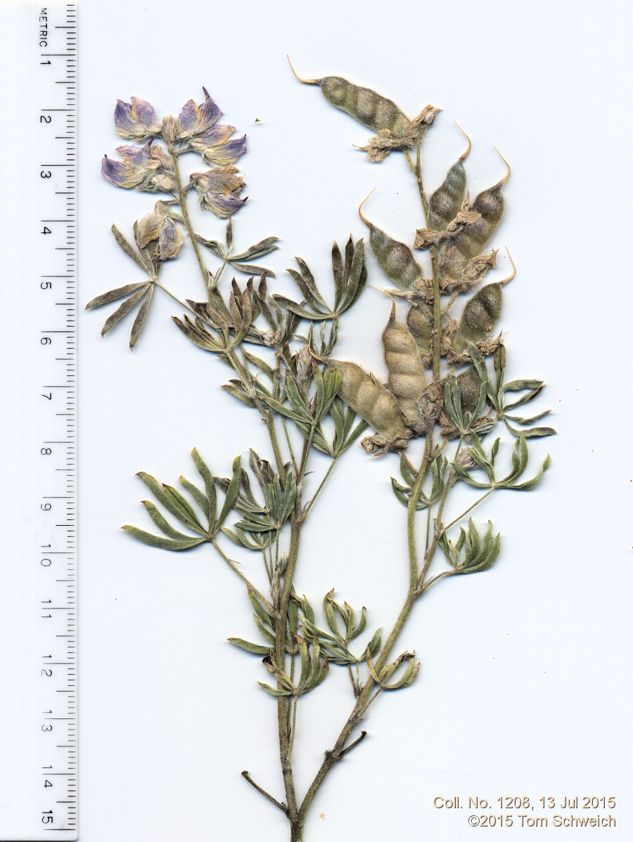 Fabaceae Lupinus argenteus argenteus