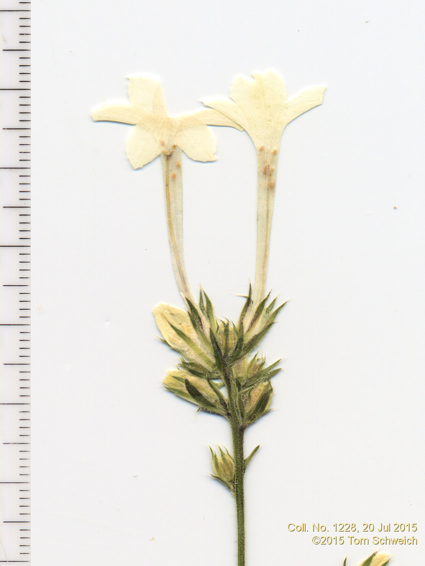Polemoniaceae Ipomopsis aggregata candida