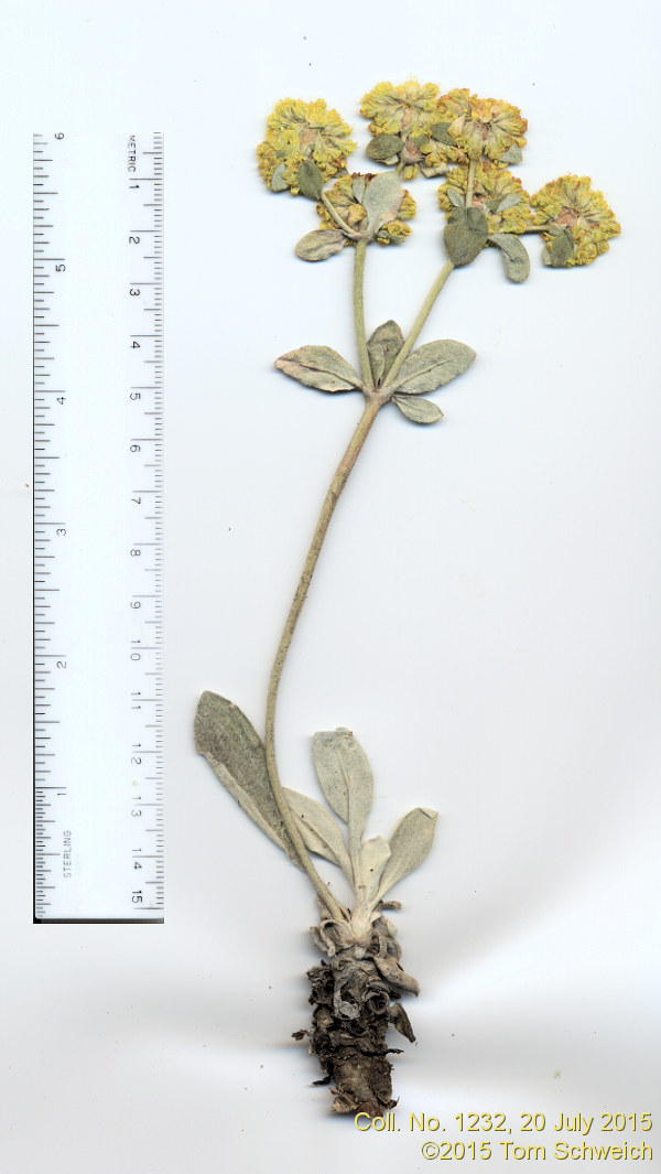 Polygonaceae Eriogonum arcuatum