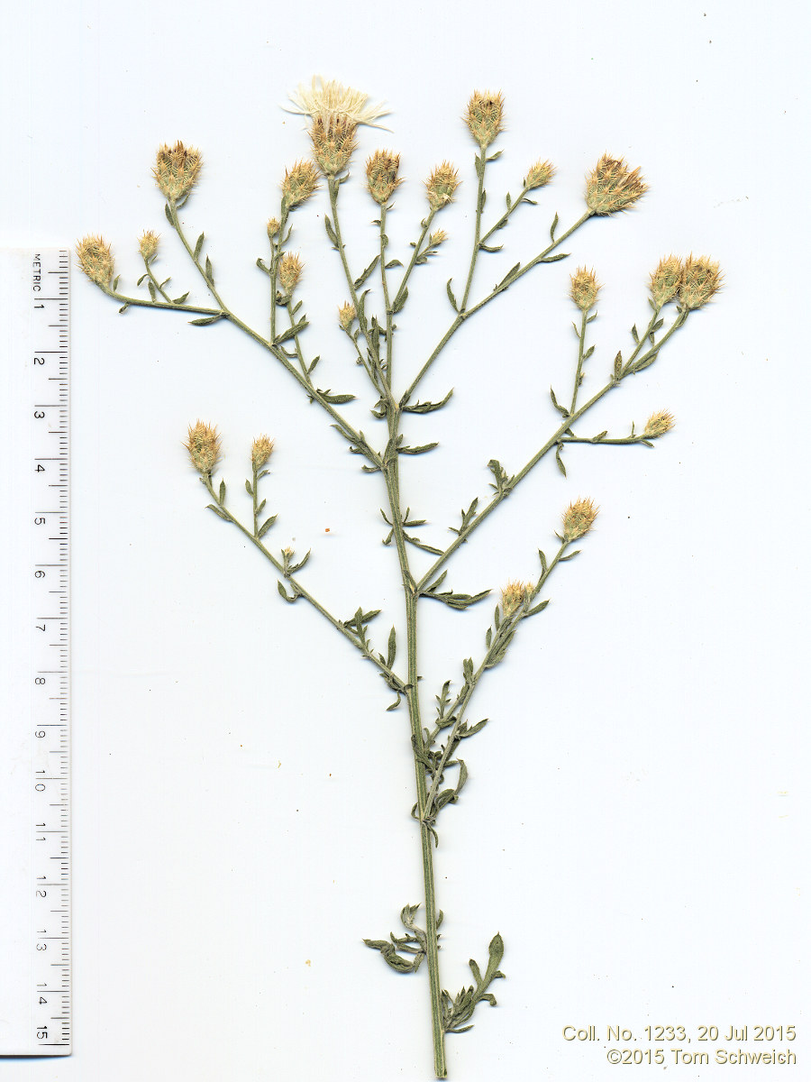 Asteraceae Centaurea diffusa