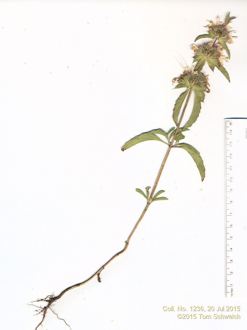 Lamiaceae Monarda pectinata