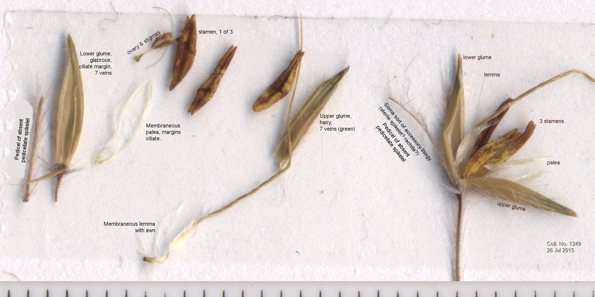 Poaceae Sorghastrum nutans