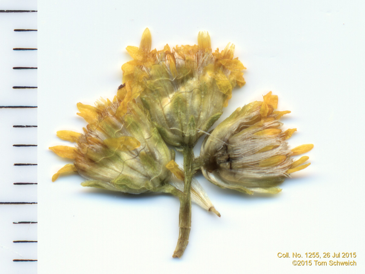 Asteraceae Solidago missouriensis