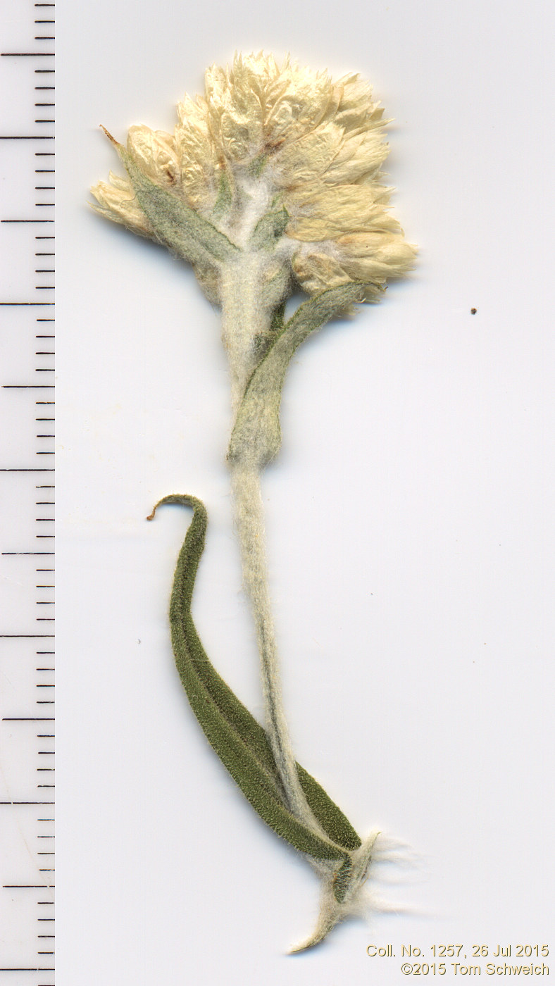 Asteraceae Pseudognaphalium macounii