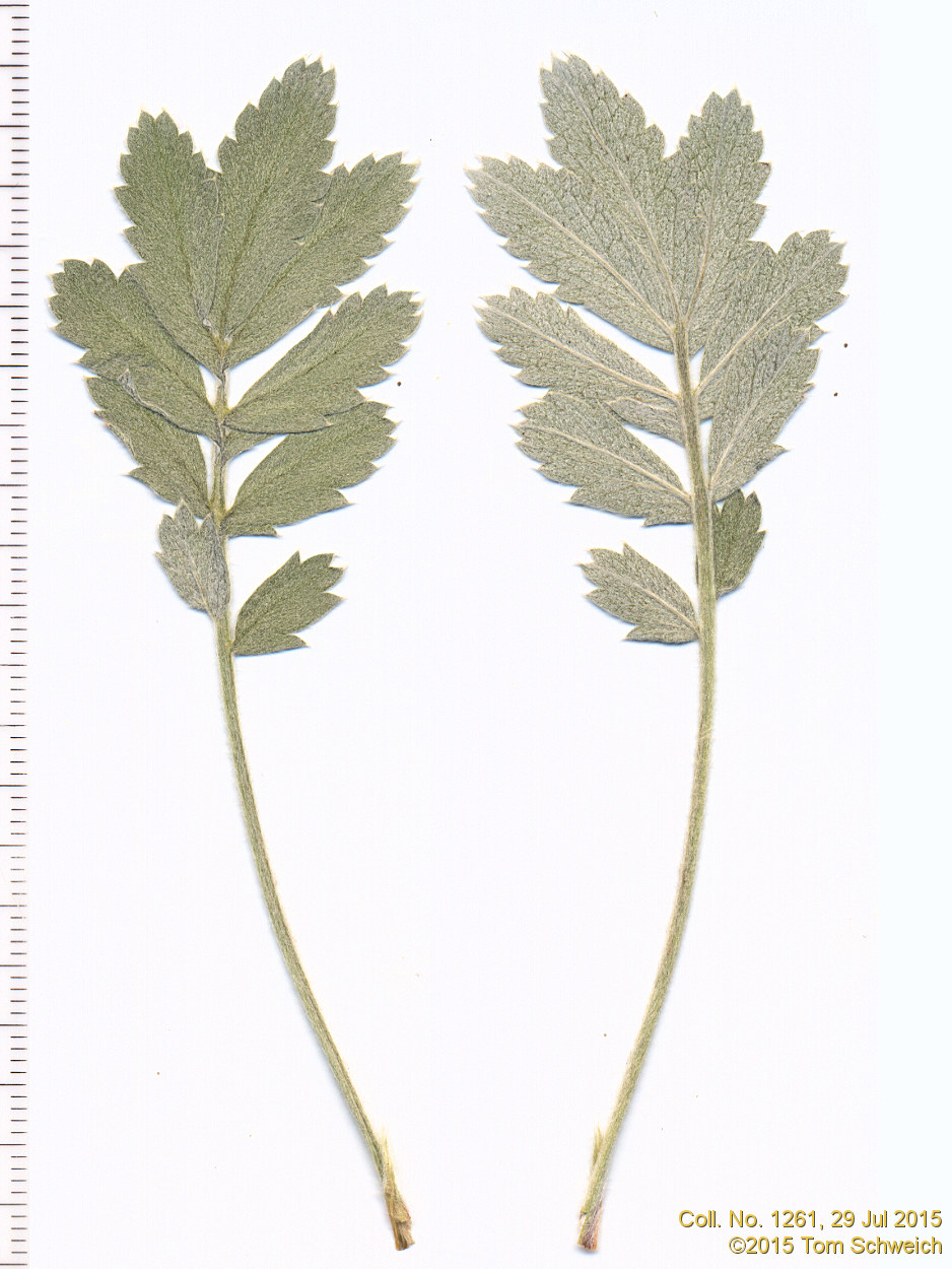 Rosaceae Potentilla hippiana effusa