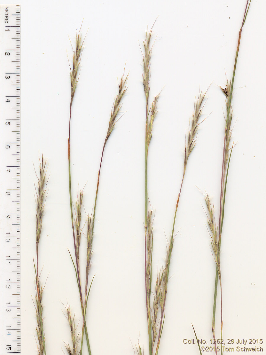 Poaceae Schizachyrium scoparium