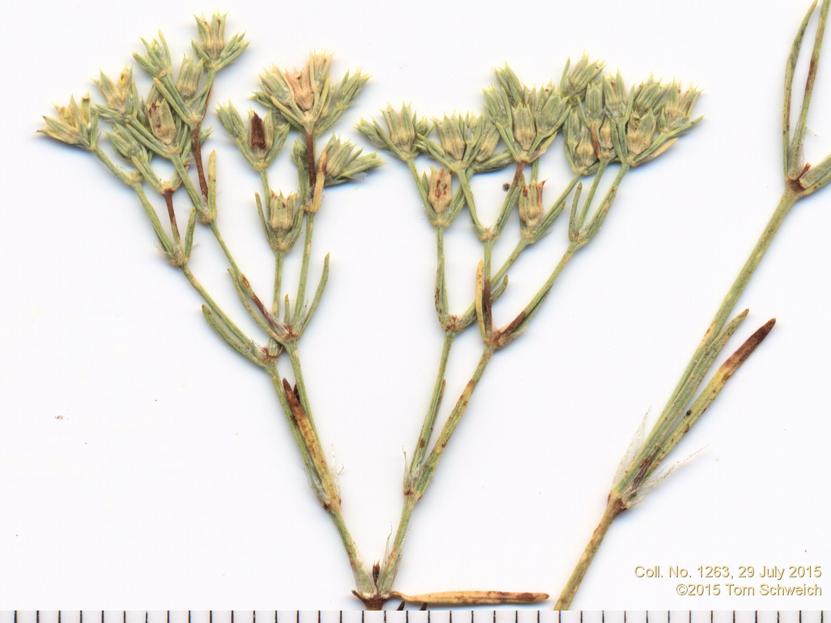 Caryophyllaceae Paronychia jamesii