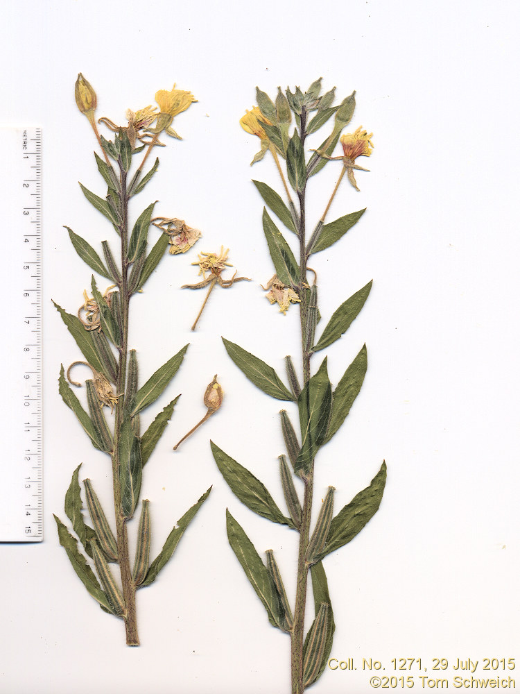 Onagraceae Oenothera villosa