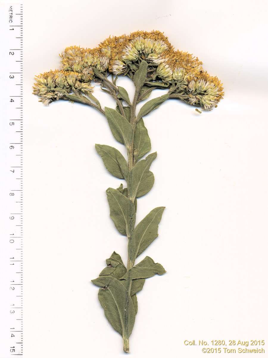 Asteraceae Solidago rigida humilis