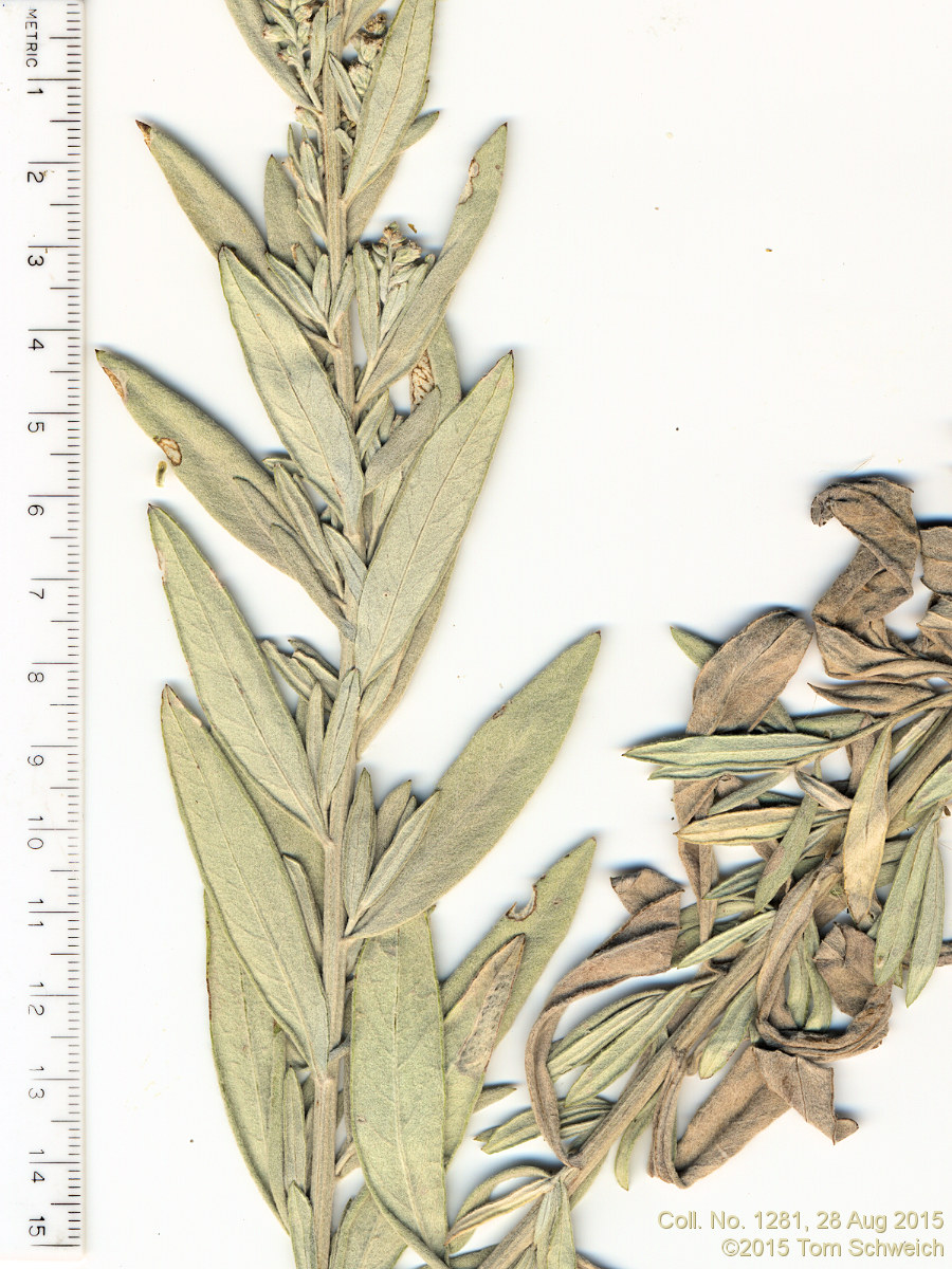 Asteraceae Artemisia ludoviciana