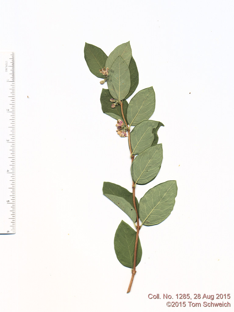 Caprifoliaceae Symphoricarpos occidentalis