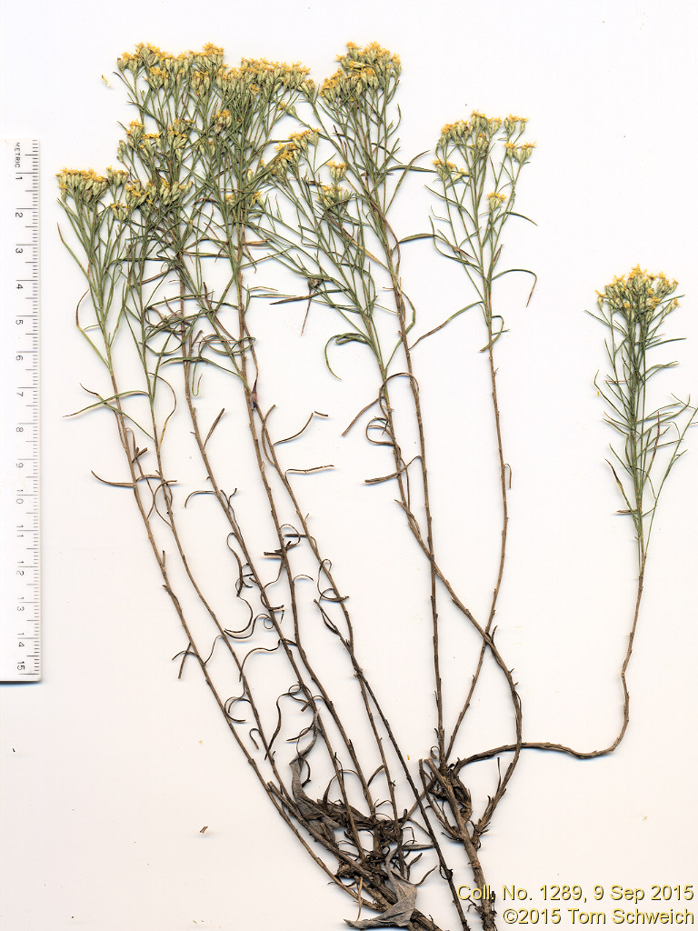 Asteraceae Gutierrezia sarothrae