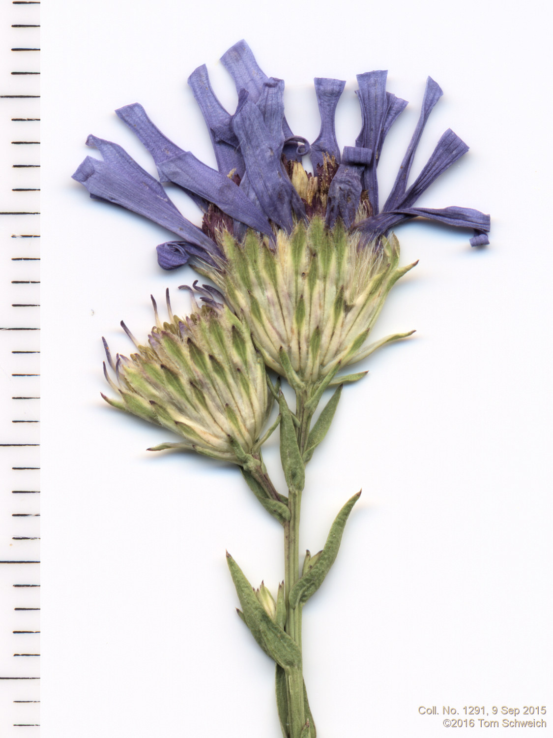 Asteraceae Symphyotrichum laeve